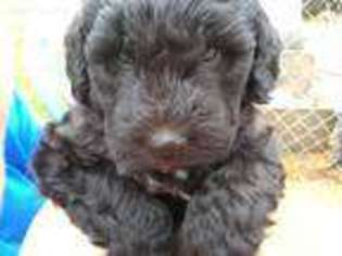 Portuguese Water Dog Puppy for sale in Pembroke, NC, USA