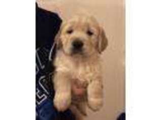 Golden Retriever Puppy for sale in Grand Rapids, MN, USA