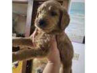 Goldendoodle Puppy for sale in Holyoke, MA, USA