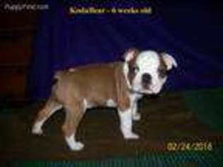 Boston Terrier Puppy for sale in Xenia, OH, USA