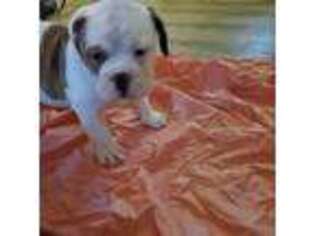 Olde English Bulldogge Puppy for sale in Tupelo, MS, USA