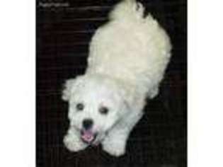 Bichon Frise Puppy for sale in Marshall, TX, USA