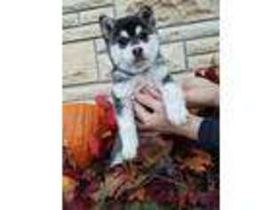 Alaskan Klee Kai Puppy for sale in Great Bend, KS, USA