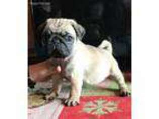 Pug Puppy for sale in Baylis, IL, USA