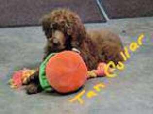 Mutt Puppy for sale in Fairfax, SC, USA