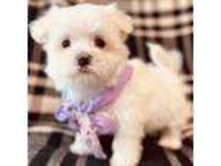 Maltese Puppy for sale in Baldwin, NY, USA