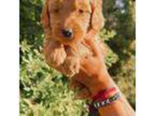 Goldendoodle Puppy for sale in Newman, CA, USA