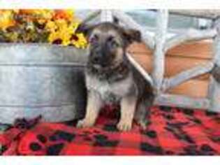German Shepherd Dog Puppy for sale in Easton, KS, USA