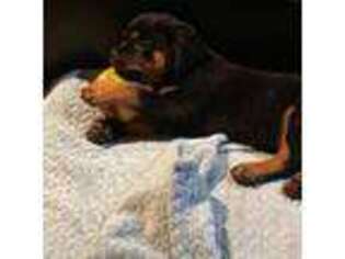 Rottweiler Puppy for sale in Hubbardston, MA, USA