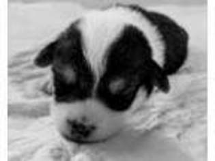 Pembroke Welsh Corgi Puppy for sale in Ariton, AL, USA