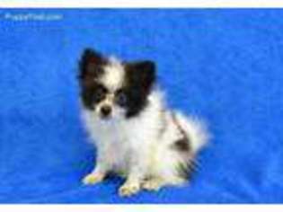 Pomeranian Puppy for sale in Lebanon, MO, USA