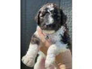 Goldendoodle Puppy for sale in New Ulm, TX, USA