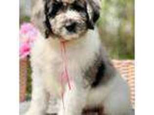 Newfoundland Puppy for sale in Statesville, NC, USA