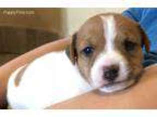 Jack Russell Terrier Puppy for sale in Payson, AZ, USA