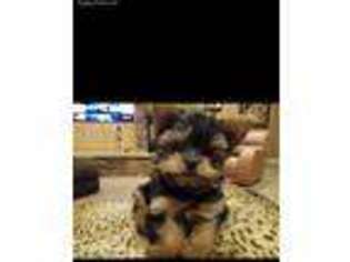Yorkshire Terrier Puppy for sale in American Canyon, CA, USA