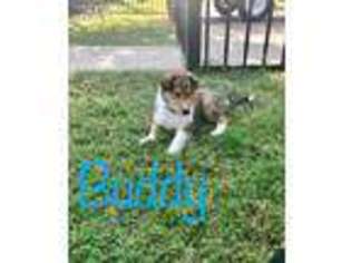 Collie Puppy for sale in Granbury, TX, USA