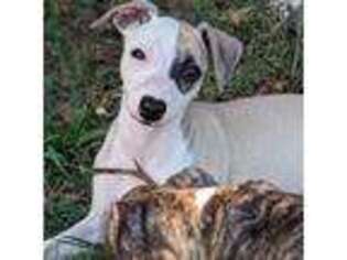 Whippet Puppy for sale in Ardmore, OK, USA