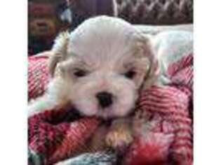 Mutt Puppy for sale in Hibbing, MN, USA
