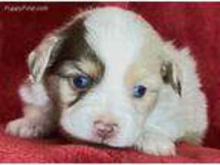 Miniature Australian Shepherd Puppy for sale in Lamar, IN, USA