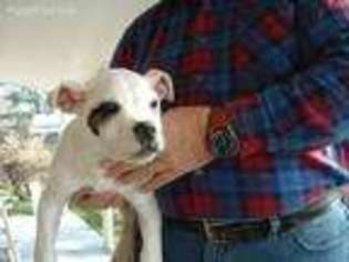 American Bulldog Puppy for sale in Fyffe, AL, USA