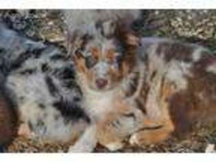 Australian Shepherd Puppy for sale in Myersville, MD, USA