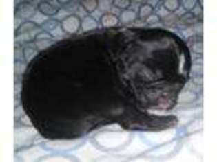 Pug Puppy for sale in SHARON, PA, USA