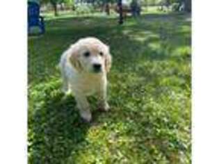 Golden Retriever Puppy for sale in Collins, IA, USA