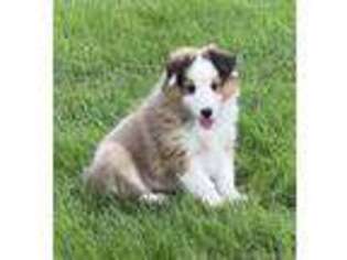 Shetland Sheepdog Puppy for sale in Dalton, OH, USA