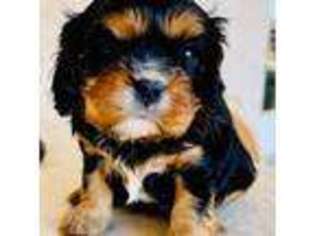 Cavalier King Charles Spaniel Puppy for sale in Sierra Vista, AZ, USA