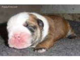 Bulldog Puppy for sale in Salem, IL, USA
