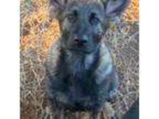 German Shepherd Dog Puppy for sale in Stephenville, TX, USA