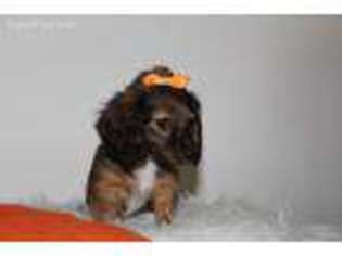 Dachshund Puppy for sale in Waynesville, MO, USA