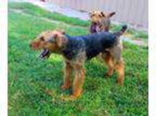 Airedale Terrier Puppy for sale in Cassville, MO, USA
