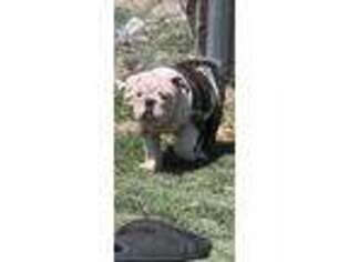 Bulldog Puppy for sale in Fort Stockton, TX, USA