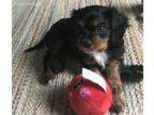 Cavalier King Charles Spaniel Puppy for sale in Prosper, TX, USA