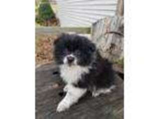Pomeranian Puppy for sale in Chillicothe, OH, USA