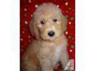 Goldendoodle Puppy for sale in HOLLY, MI, USA