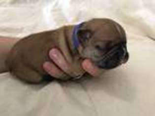 French Bulldog Puppy for sale in Prince Frederick, MD, USA