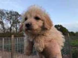 Labradoodle Puppy for sale in Ivanhoe, TX, USA