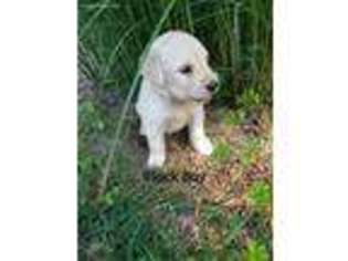 Goldendoodle Puppy for sale in Billings, MO, USA
