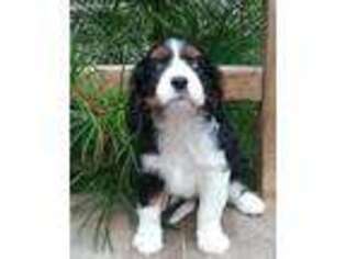 Cavalier King Charles Spaniel Puppy for sale in Middleburg, PA, USA