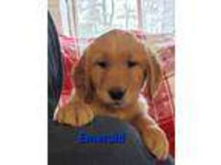 Golden Retriever Puppy for sale in Sheridan, MI, USA