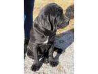 Neapolitan Mastiff Puppy for sale in Butler, MO, USA