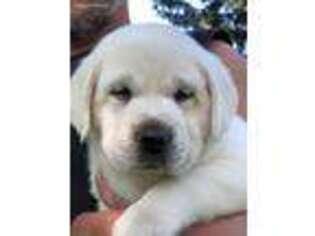 Labrador Retriever Puppy for sale in Evansville, WI, USA
