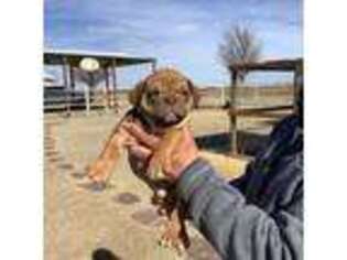 Olde English Bulldogge Puppy for sale in Pampa, TX, USA