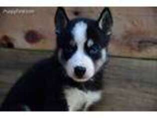 Siberian Husky Puppy for sale in Peoria, IL, USA