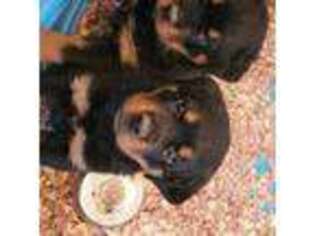Rottweiler Puppy for sale in Gerry, NY, USA