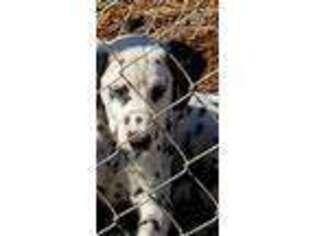 Dalmatian Puppy for sale in Wimberley, TX, USA