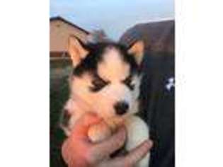 Siberian Husky Puppy for sale in Sioux Center, IA, USA
