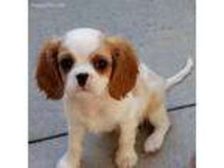 Cavalier King Charles Spaniel Puppy for sale in Chino, CA, USA